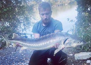 Dabry's Sturgeon