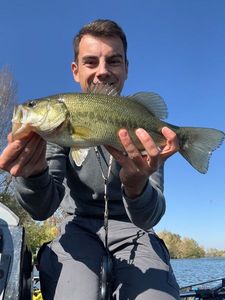 Largemouth Bass