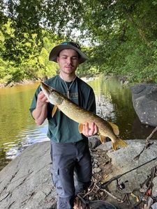 Northern Pike