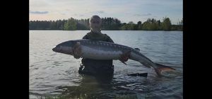 Sturgeon