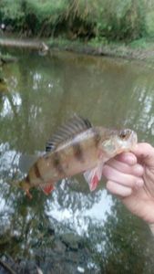 European Perch