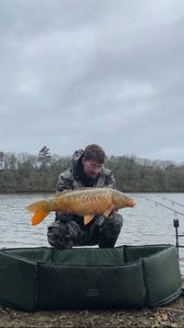 Mirror Carp