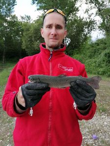 Rainbow Trout