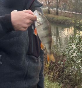 European Perch