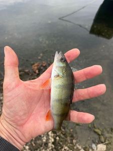 European Perch