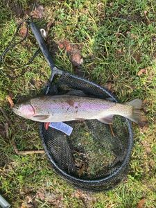 Rainbow Trout
