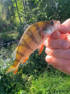 European Perch
