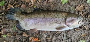 Rainbow Trout