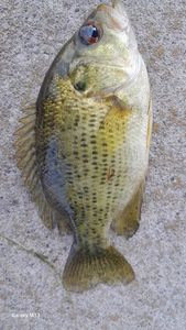 Smallmouth Bass