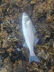 European Bass (Seabass)
