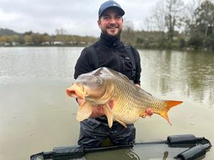 Common Carp