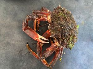 European Spider Crab