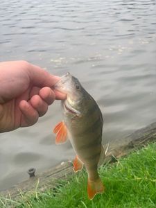 European Perch