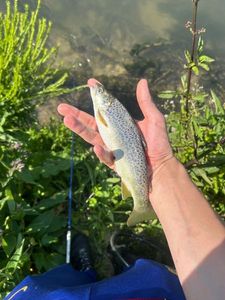 Brown Trout