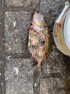 John Dory