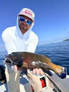 Orange Spotted Grouper