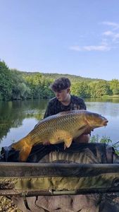 Common Carp