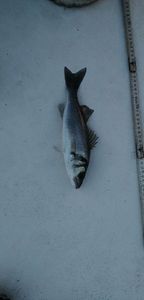 European Bass (Seabass)