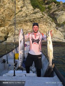 Great Barracuda