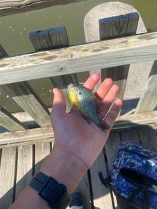 Green Sunfish