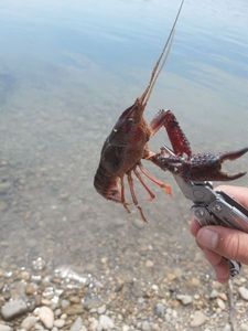 Red Swamp Crayfish