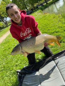 Common Carp