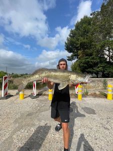 Zander