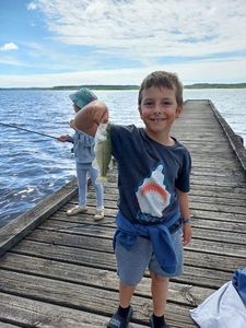 Largemouth Bass