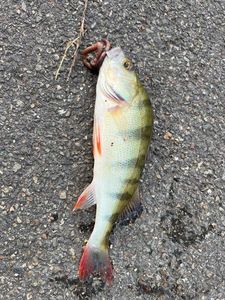 European Perch