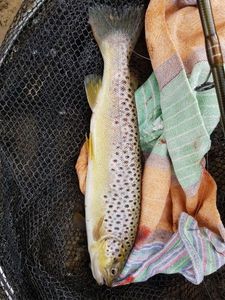 Brown Trout