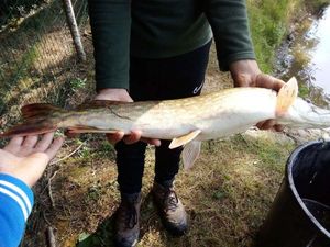 Northern Pike