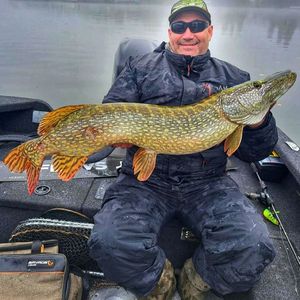 Northern Pike