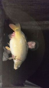 Mirror Carp
