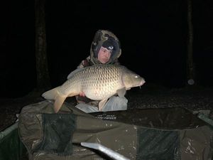Common Carp