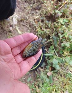 Pumpkinseed
