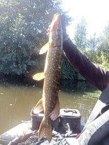 Northern Pike