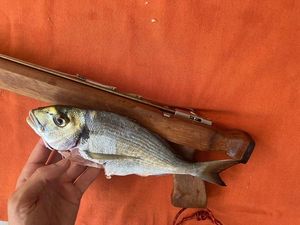 Gilthead Seabream