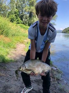 Common Carp