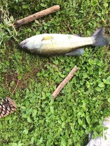 Largemouth Bass