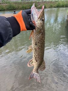 Northern Pike