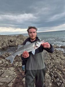 European Bass (Seabass)