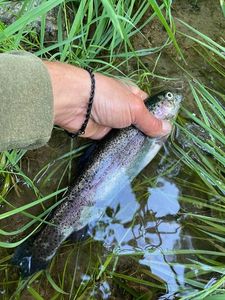 Rainbow Trout