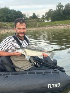 Zander
