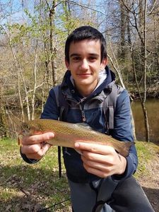 Rainbow Trout