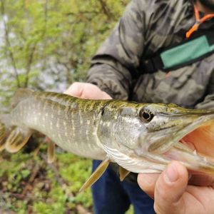 Northern Pike