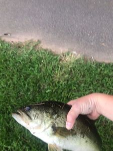 Largemouth Bass