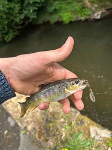 Rainbow Trout