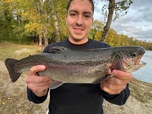 Rainbow Trout