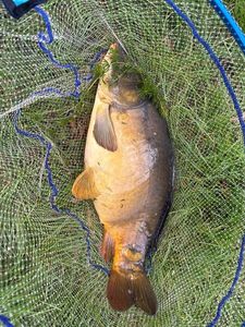 Mirror Carp