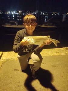 European Bass (Seabass)